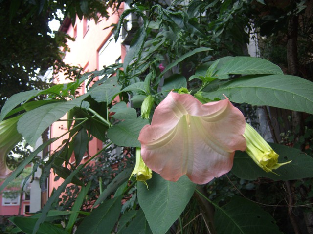 Datura c